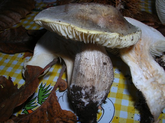 Funghi da determinare